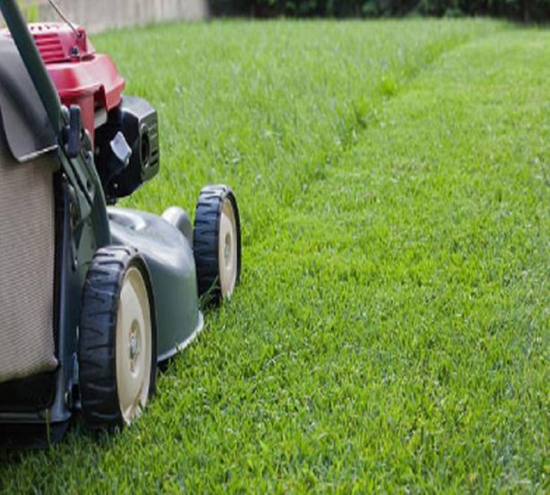 Shrub Trimming & Removal- Felton, DE | Straws Grass Cutting & Landscaping